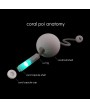 Coral Poi LED de Flowtoys | Cabeza de Martillo